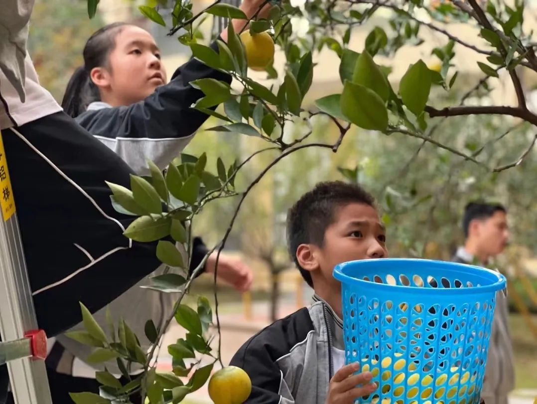 温州南浦实验中学锦江校区举行第一次校园柚子节